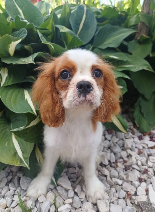 Cavalier King Charles Spaniel-Sunia