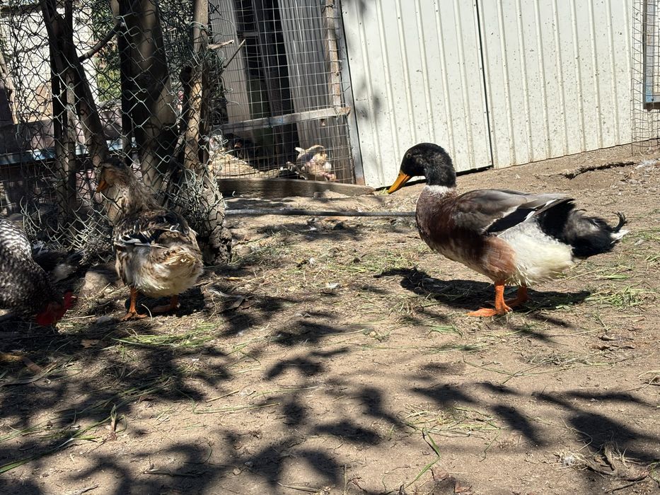 Temos patos rouen e ovos.