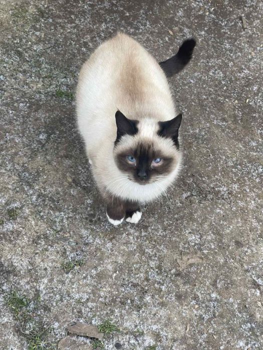 Віддам кошенят в добрі руки