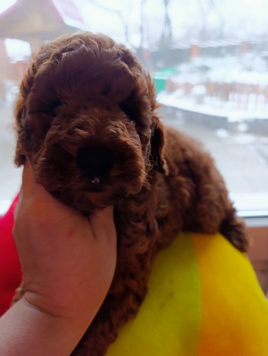 Пудель  дівчинка  Ред Браун