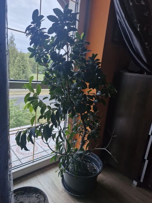 Drzewo Bonsai 130cm