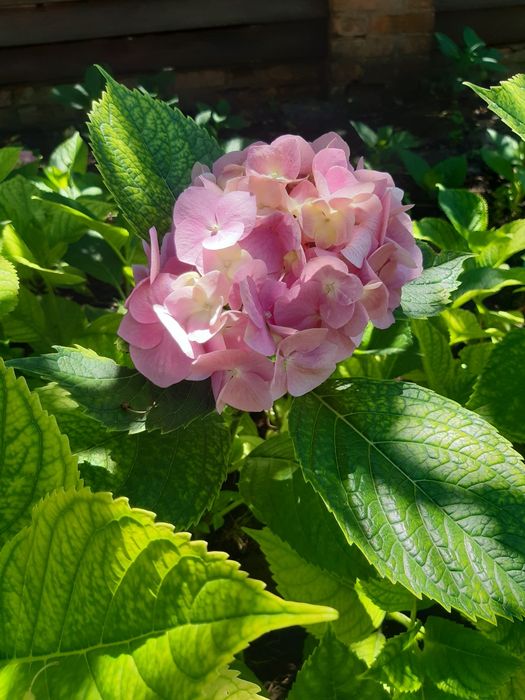 Продам  гортензия садовая розовая