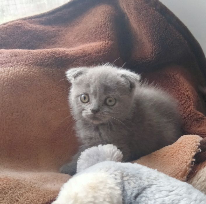 Девочка шотландский скоттиш фолд