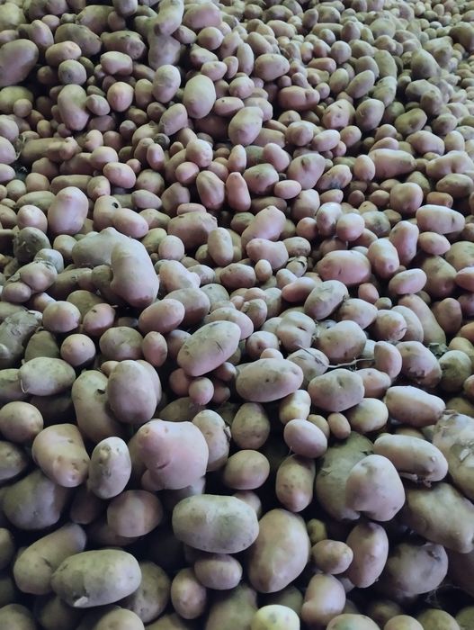 Batata nova vermelha para consumo diretamente do produtor