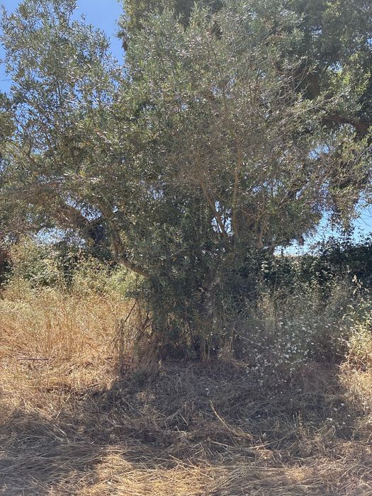 Oliveiras Galegas Tradicionais +60 Anos | Alentejo