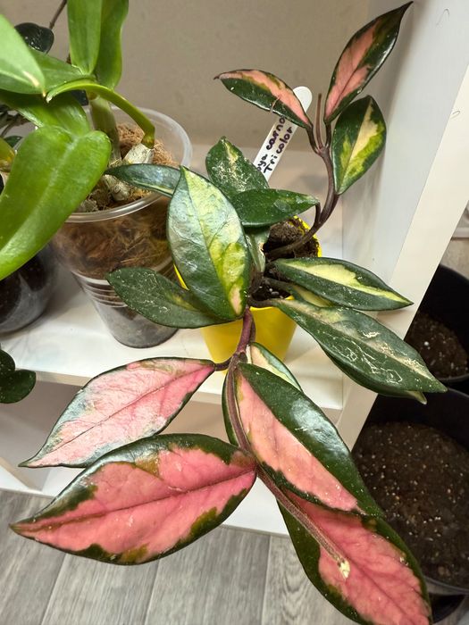 Хойя Триколор доросла