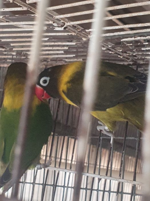 Personatus casal,  preço do casal 40 euros