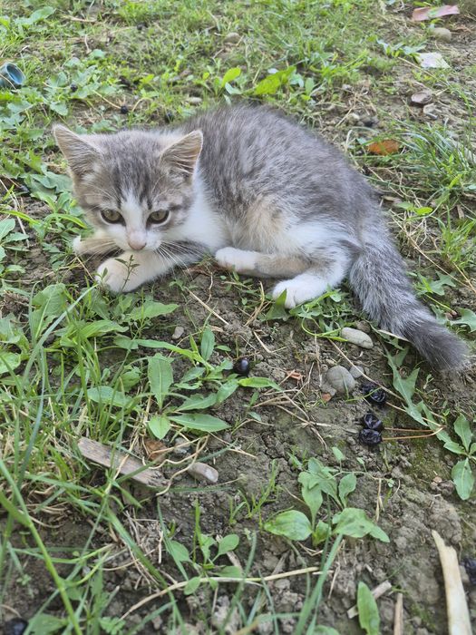 Відам кошенят в добрі рукі