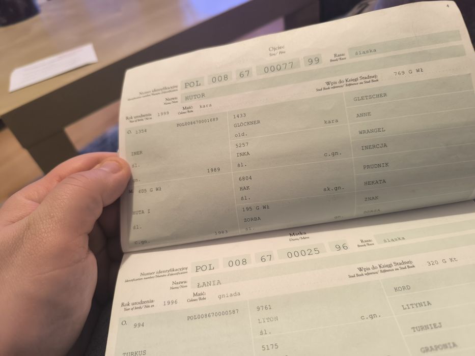 Klacz Śląska 17 at