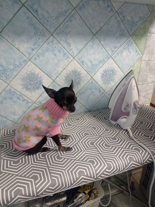 Одежда для мини собаки или щенка.