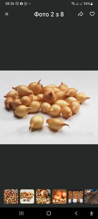 Лук севок 2025 г.урожай