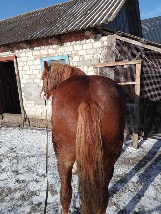 Продам коня 3 роки