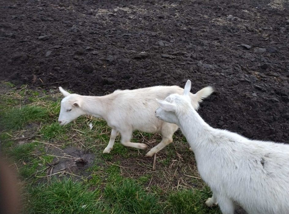 Козочки і козлики