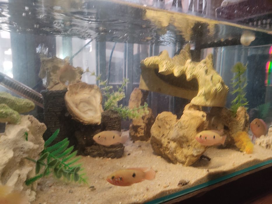 Black e yellow Mollys vendo ou troco por outras espécies