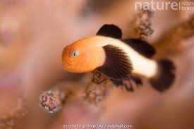 Ryba Gobiodon Panda . Akwarium morskie.