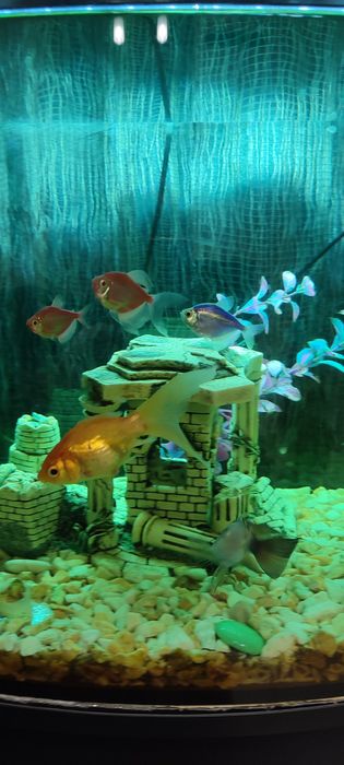 Акваріум+тумба+фільтра+ рибки