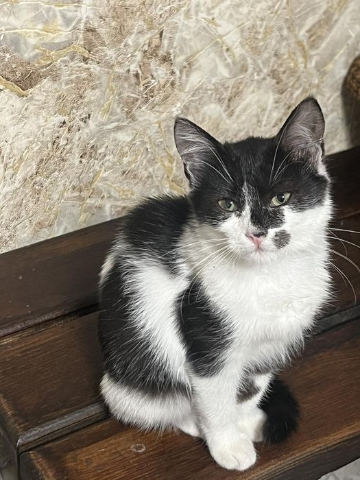 Котики,кошеня терміново
