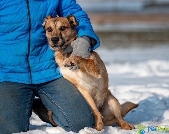 Nieśmiały piesek SAJMON szuka miłego domku!