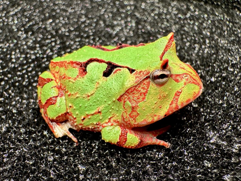 Żaba rogata Ceratophrys różne odmiany