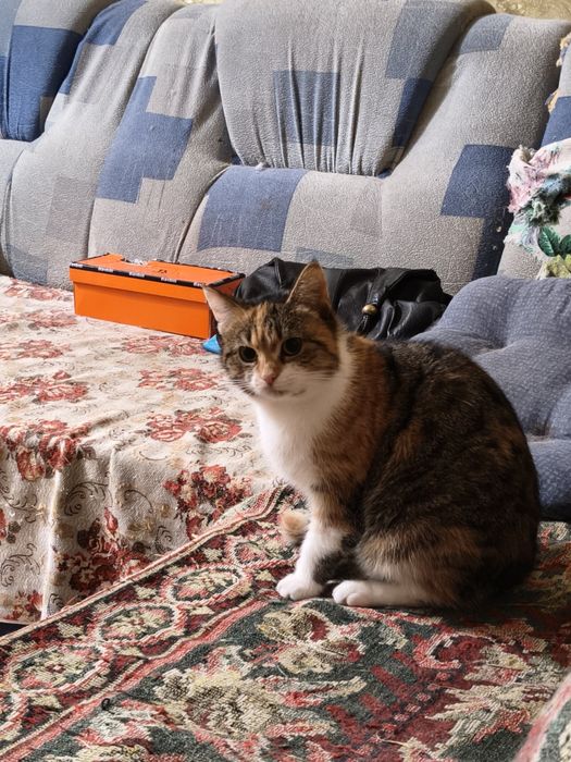 Прекрасная кошечка в хорошие руки