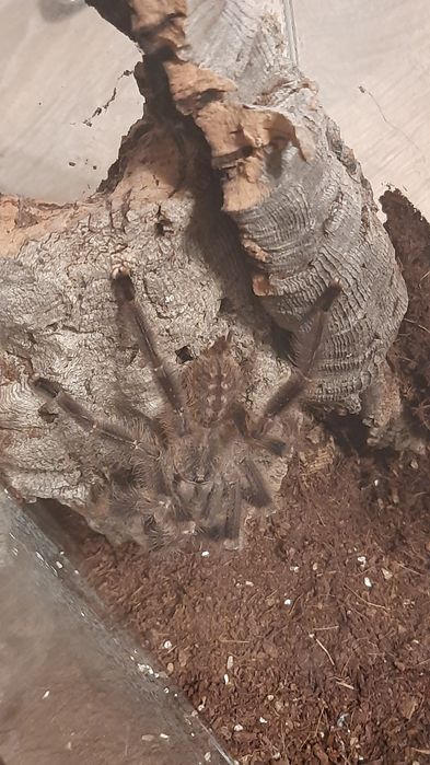 Poecilotheria miranda dorosły samiec