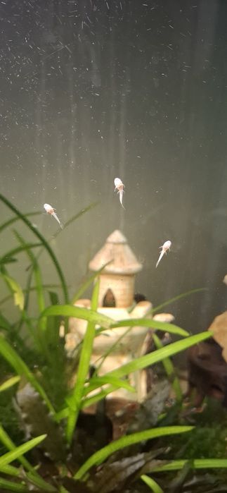 Анциструс гуппі та креветка