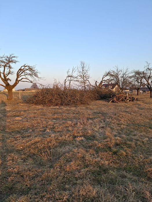 Oddam gałęzie jabłoni