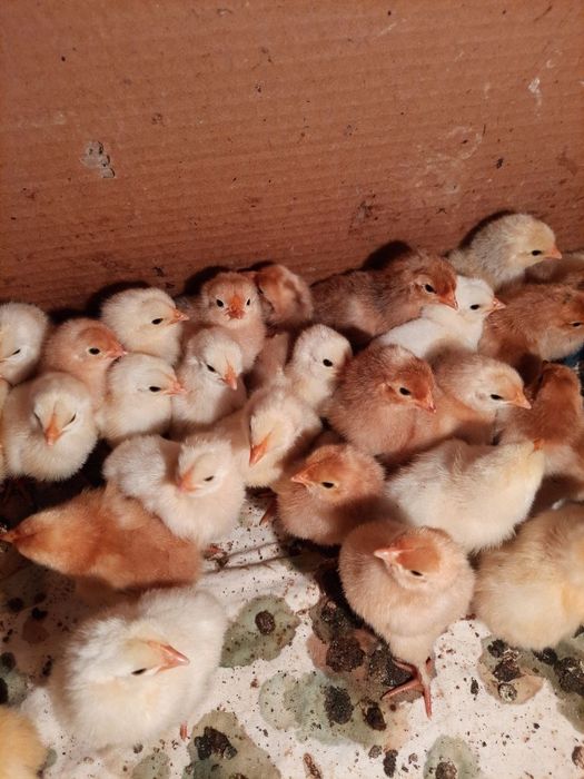 Продаються  курчата