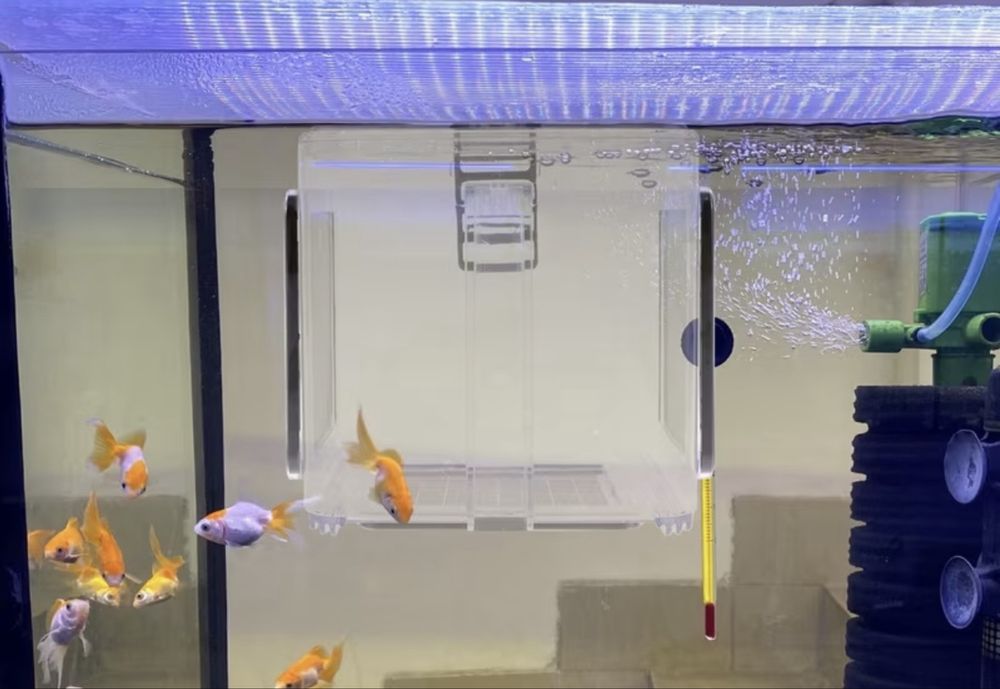 Incubadora e/ou caixa de isolamento (Nova em caixa)