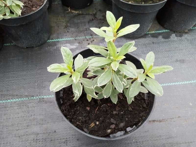 Azalia Maruschka Hot Schot Variegata