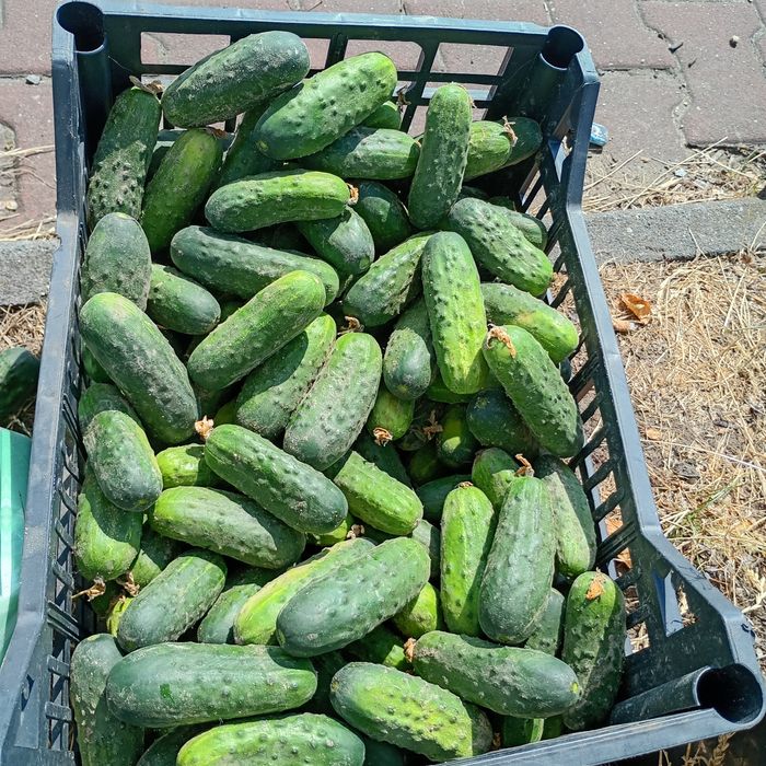 Ogórki gruntowe luzem z ogórdka  ograniczona ilość