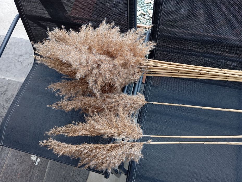 Пампасна трава, очерет, сухоцвіти, комиш