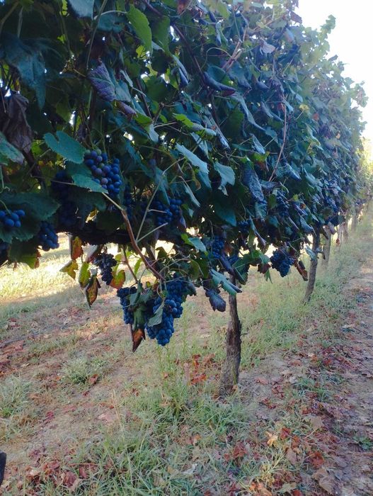 Uvas Vinhão e Loureiro
