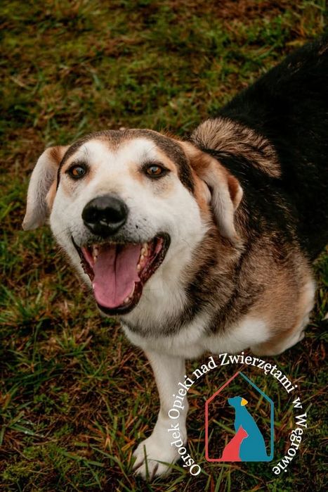 Astro 278/22 - SZUKA DOMU!