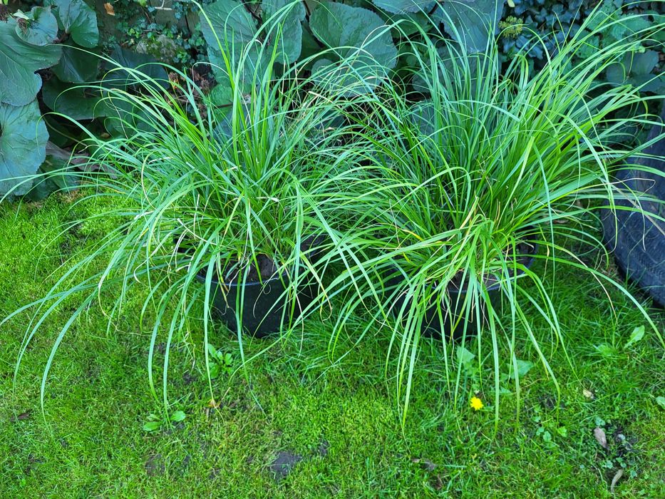 Trawa ozdobna Rozplenica Japońska
