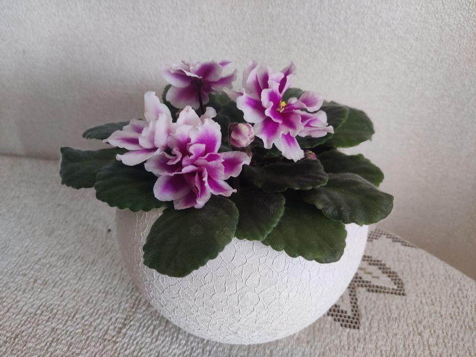 Фіалка махрова  молоденька