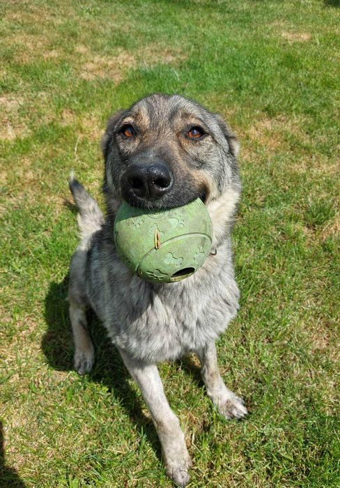 Uroczy Kofik kocha człowieka i szuka idealnego dla siebie!