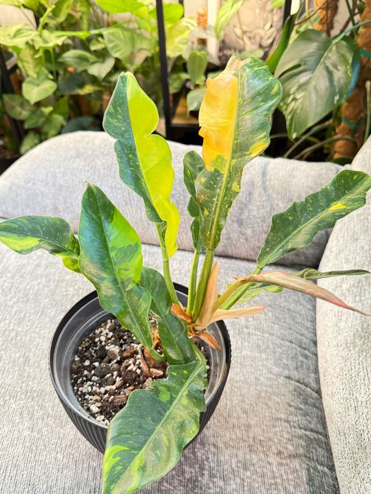 Philodendron mix