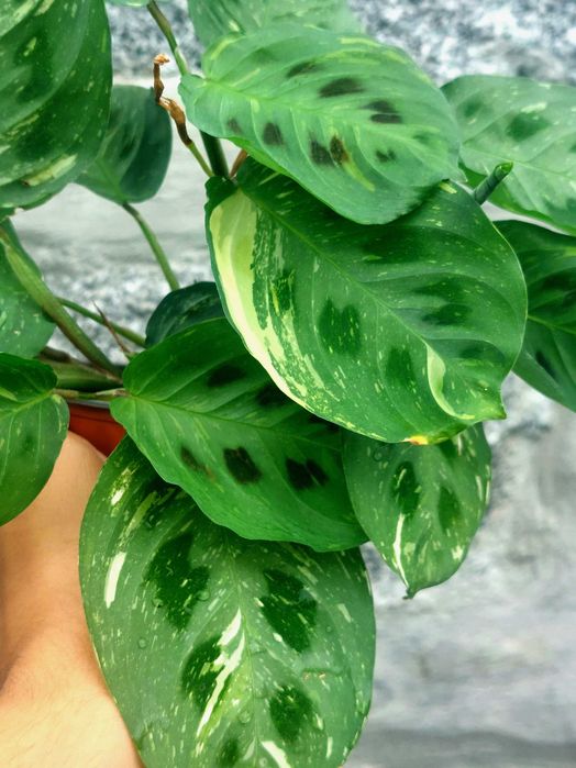 Planta Maranta kerchoveana variegata