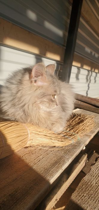 Лагідна дівчинка шукає сім'ю , мріє про  теплу  кровать а не віник.