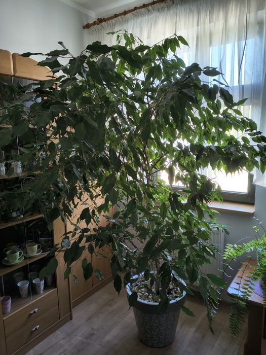 Figowiec Benjamina. Benjamin