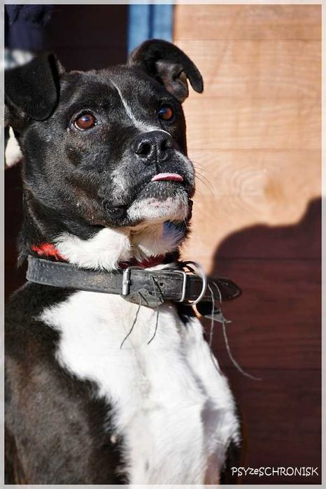 Zorek – oszukać przeznaczenie i jeszcze znaleźć dom