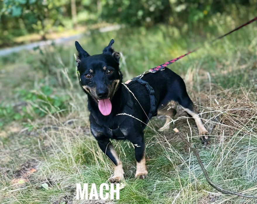 1, 5 roczny, 7 kg, Mach adopcja