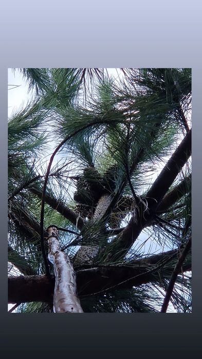 Pinhas mansas apanhadas ou por apanhar