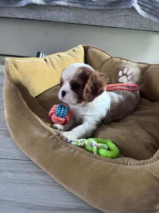 Śliczny piesek Cavalier Spaniel