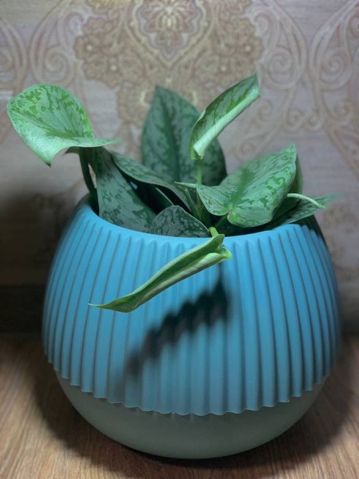 Сциндапсус Піктус Требі