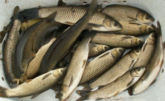 narybek amura 8-12cm