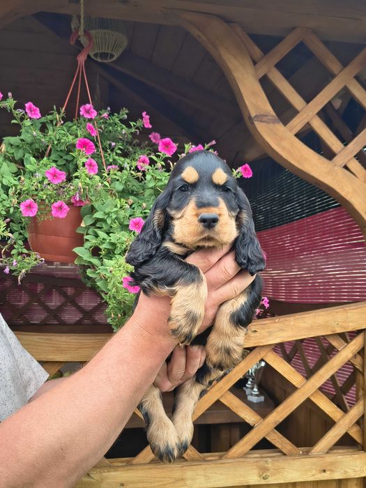 cocker spaniel angielski piękny  piesek