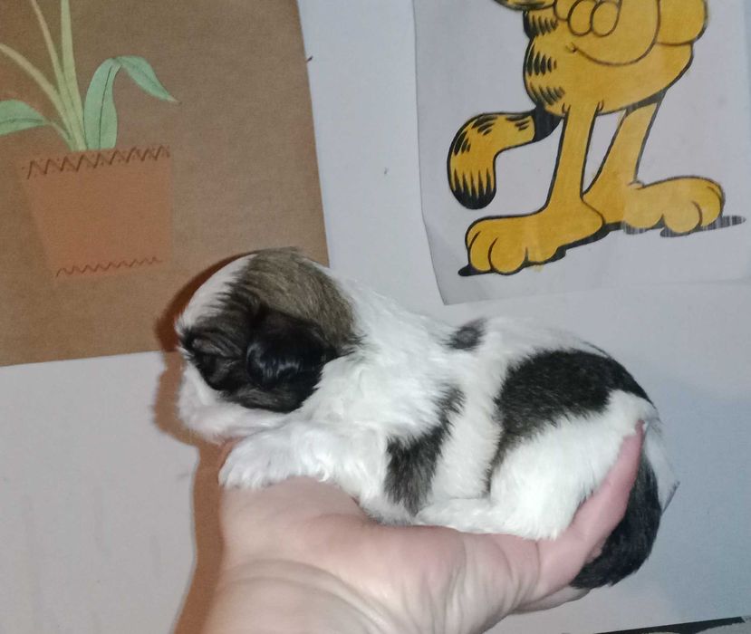 shih-tzu com pedigree (LOP)