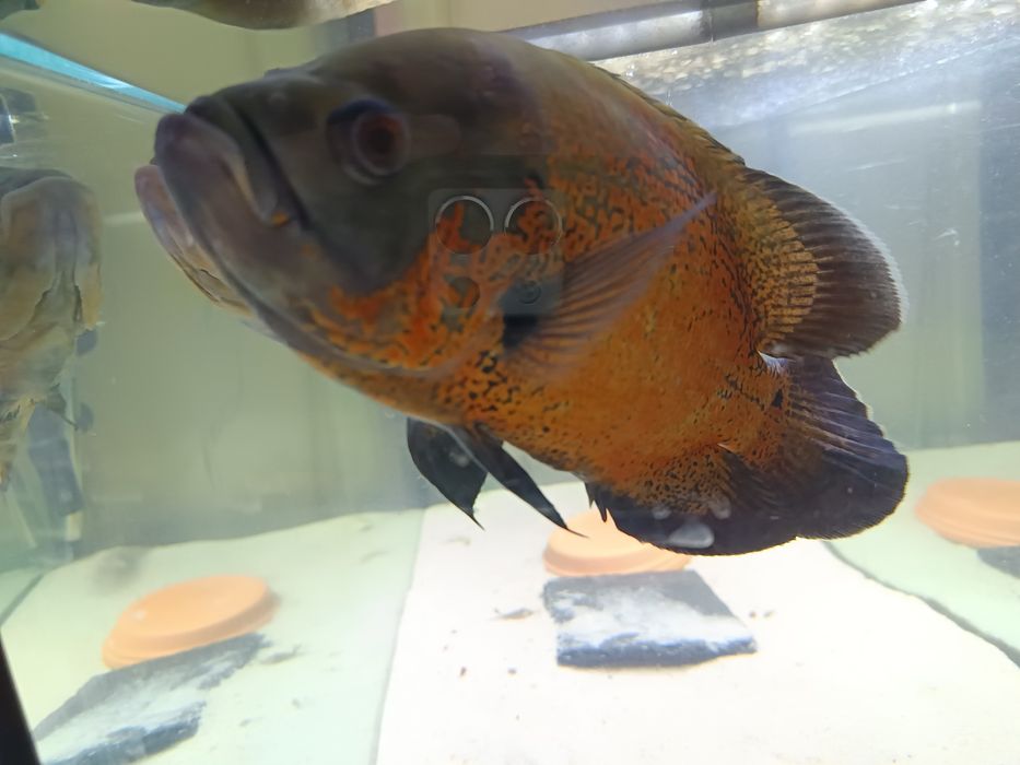 Casal Oscares 29/30cm (troca)